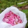 Pure Gulab Jal Pahadi Rose Water