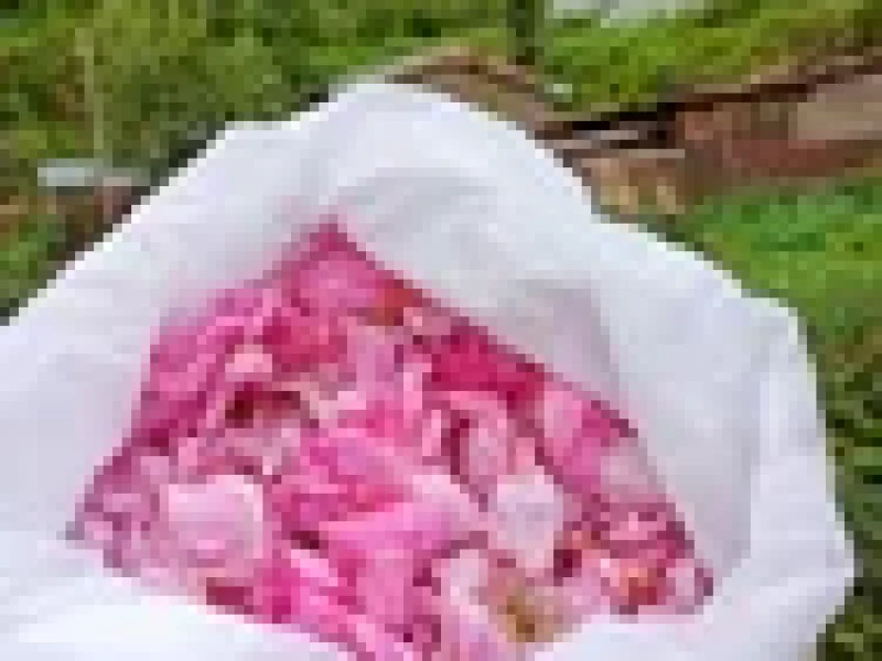 Pure Gulab Jal Pahadi Rose Water