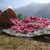 Gulab Jal Pahadi pure rose water