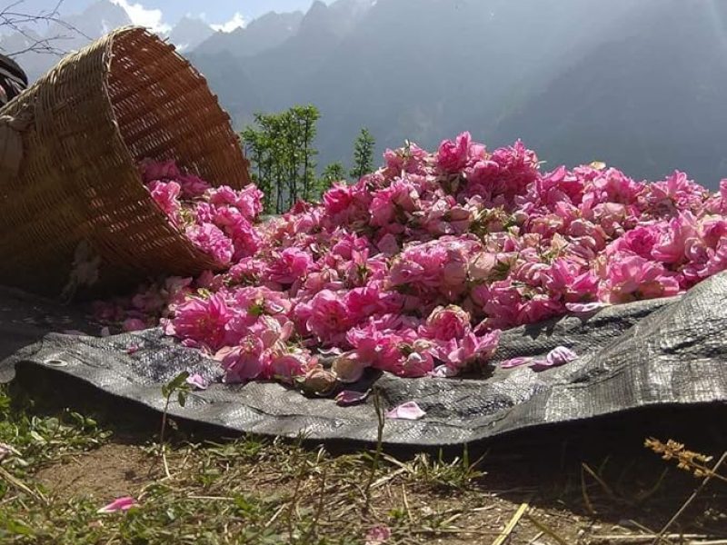 Gulab Jal Pahadi pure rose water